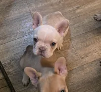 Fancy, a female French Bulldog for sale in Live Oak, FL – Photo 3 of 9