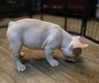 Fancy, a female French Bulldog for sale in Live Oak, FL – Photo 4 of 9