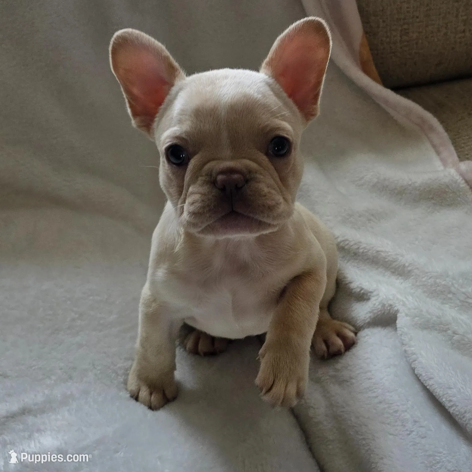 Fancy, a female French Bulldog for sale in Live Oak, FL – Photo 6 of 9