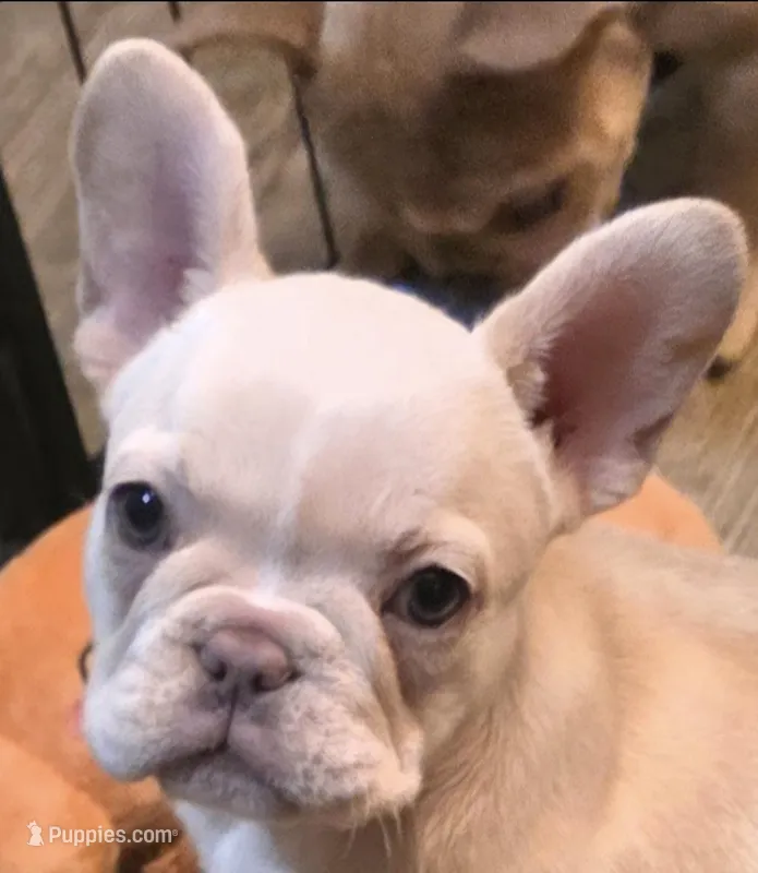 Fancy – French Bulldog puppy on hold in Live Oak, FL