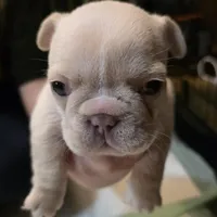 Fancy, a female French Bulldog for sale in Live Oak, FL – Photo 8 of 9
