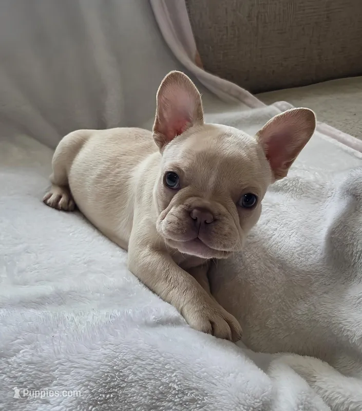 Fancy – French Bulldog puppy for sale in Live Oak, FL