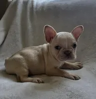 Fancy, a female French Bulldog for sale in Live Oak, FL – Photo 5 of 9