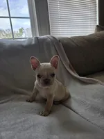 Fancy, a female French Bulldog for sale in Live Oak, FL – Photo 7 of 9