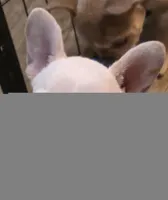 Fancy, a female French Bulldog for sale in Live Oak, FL – Photo 9 of 9