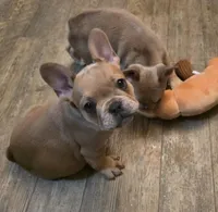 Pepper, a female French Bulldog for sale in Live Oak, FL – Photo 4 of 8