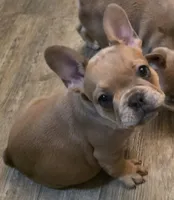 Gorgeous Girl!!!, a female French Bulldog for sale in Live Oak, FL – Photo 1 of 9