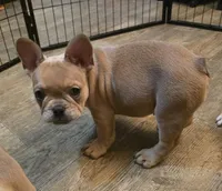 Pepper, a female French Bulldog for sale in Live Oak, FL – Photo 2 of 8