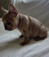 Pepper, a female French Bulldog for sale in Live Oak, FL – Photo 7 of 8