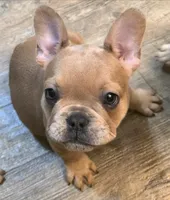 Gorgeous Girl!!!, a female French Bulldog for sale in Live Oak, FL – Photo 2 of 9