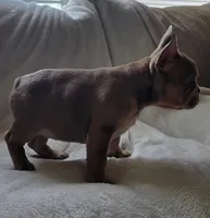 Pepper, a female French Bulldog for sale in Live Oak, FL – Photo 6 of 8