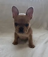 Pepper, a female French Bulldog for sale in Live Oak, FL – Photo 3 of 8