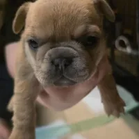 Pepper, a female French Bulldog for sale in Live Oak, FL – Photo 8 of 8