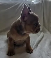 Pepper, a female French Bulldog for sale in Live Oak, FL – Photo 5 of 8