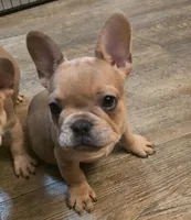 Pepper, a female French Bulldog for sale in Live Oak, FL – Photo 1 of 8