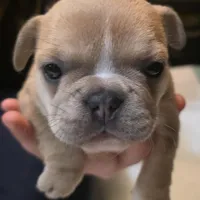 Sprout, a female French Bulldog for sale in Live Oak, FL – Photo 8 of 9