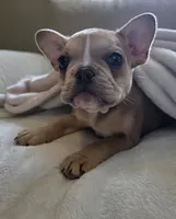 Sprout, a female French Bulldog for sale in Live Oak, FL – Photo 6 of 9