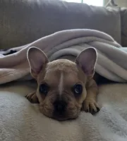 Sprout, a female French Bulldog for sale in Live Oak, FL – Photo 7 of 9