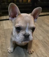 Sprout, a female French Bulldog for sale in Live Oak, FL – Photo 2 of 9