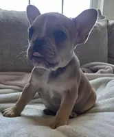 Sprout, a female French Bulldog for sale in Live Oak, FL – Photo 5 of 9