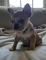 Sprout, a female French Bulldog for sale in Live Oak, FL – Photo 4 of 9