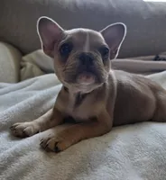 Sprout, a female French Bulldog for sale in Live Oak, FL – Photo 9 of 9