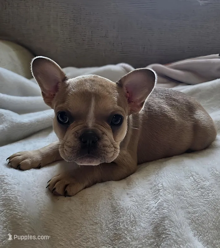 Sprout – French Bulldog puppy for sale in Live Oak, FL