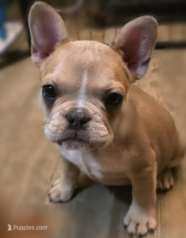 Sprout – French Bulldog puppy for sale in Live Oak, FL
