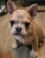 Sprout, a female French Bulldog for sale in Live Oak, FL – Photo 1 of 9