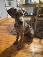 Bluey, a female Great Dane for sale in Monson, MA – Photo 1 of 3