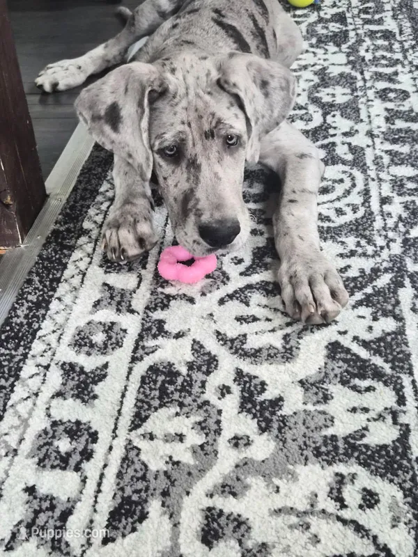 Bluey – Great Dane puppy for sale in Monson, MA