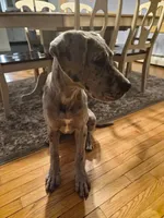 Bluey, a female Great Dane for sale in Monson, MA – Photo 3 of 3