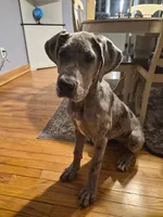 Bluey, a female Great Dane for sale in Monson, MA – Photo 2 of 3