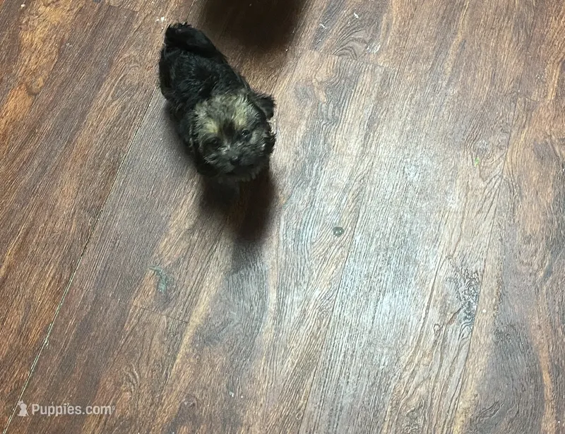 hazel – Cairn Terrier, Yorkshire Terrier puppy for sale in Venus, TX