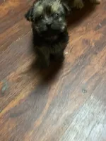 hazel, a female Cairn Terrier and Yorkshire Terrier for sale in Venus, TX – 2 of 2