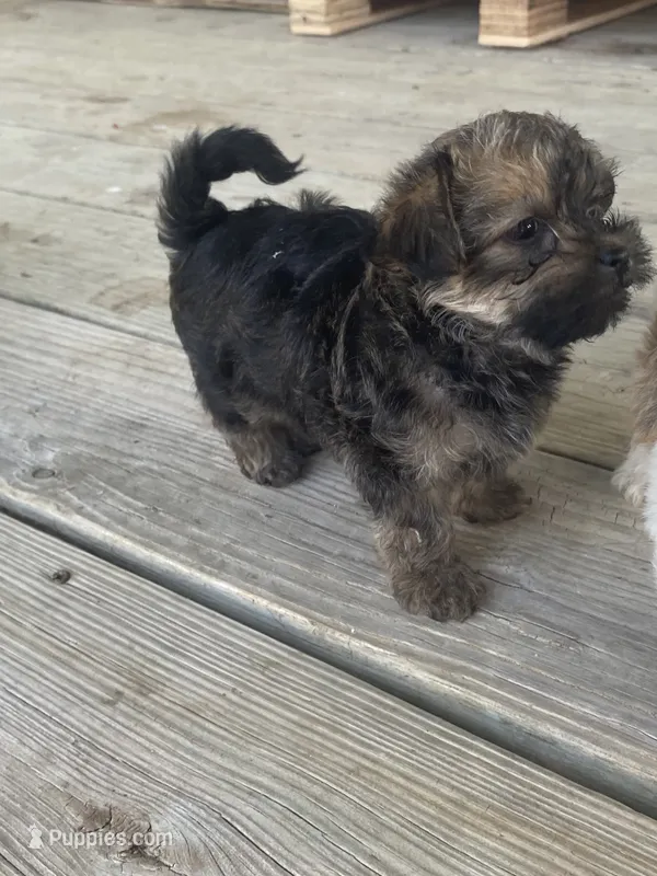 hazel – Cairn Terrier, Yorkshire Terrier puppy for sale in Venus, TX