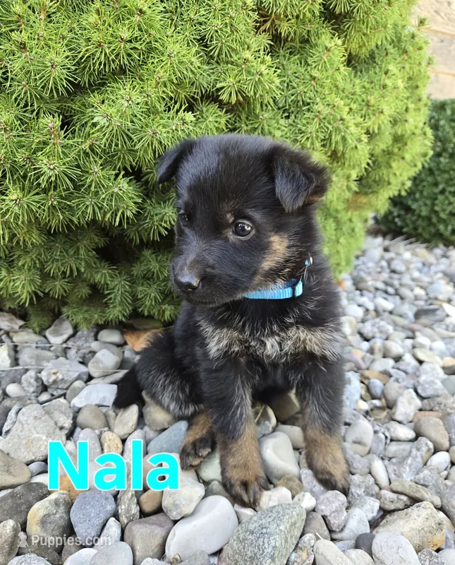 Nala – German Shepherd Dog puppy for sale in Auburn, KY