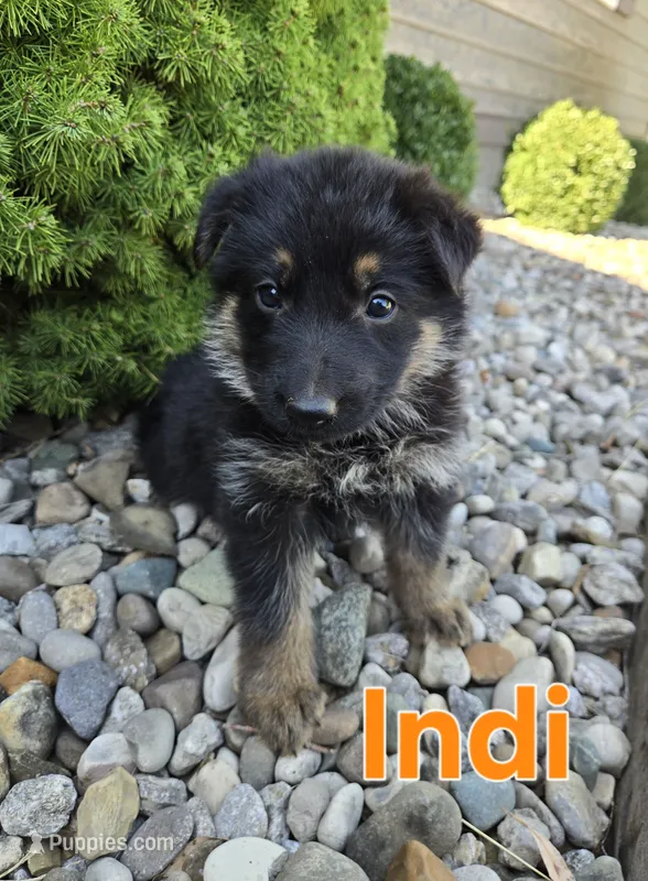 Indi – German Shepherd Dog puppy for sale in Auburn, KY