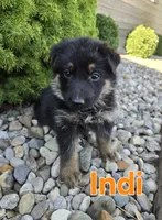 Indi, a female German Shepherd Dog for sale in Auburn, KY – 1 of 3