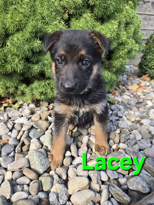 Lacey – German Shepherd Dog puppy for sale in Auburn, KY