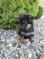 Lacey, a female German Shepherd Dog for sale in Auburn, KY – 3 of 3