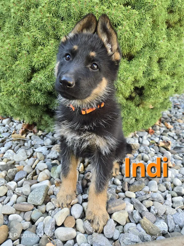 Indi – German Shepherd Dog puppy for sale in Auburn, KY