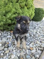 Cleo, a female German Shepherd Dog for sale in Auburn, KY – 2 of 3