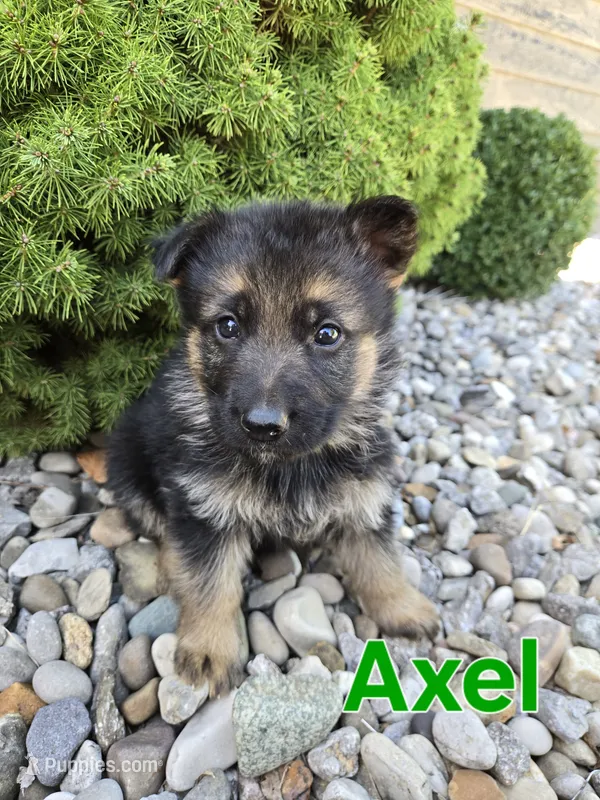 Axel – German Shepherd Dog puppy for sale in Auburn, KY