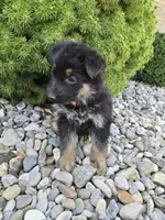 Indi, a female German Shepherd Dog for sale in Auburn, KY – 3 of 3