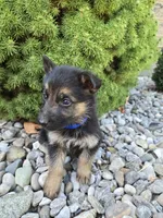 Bruno, a male German Shepherd Dog for sale in Auburn, KY – 2 of 3
