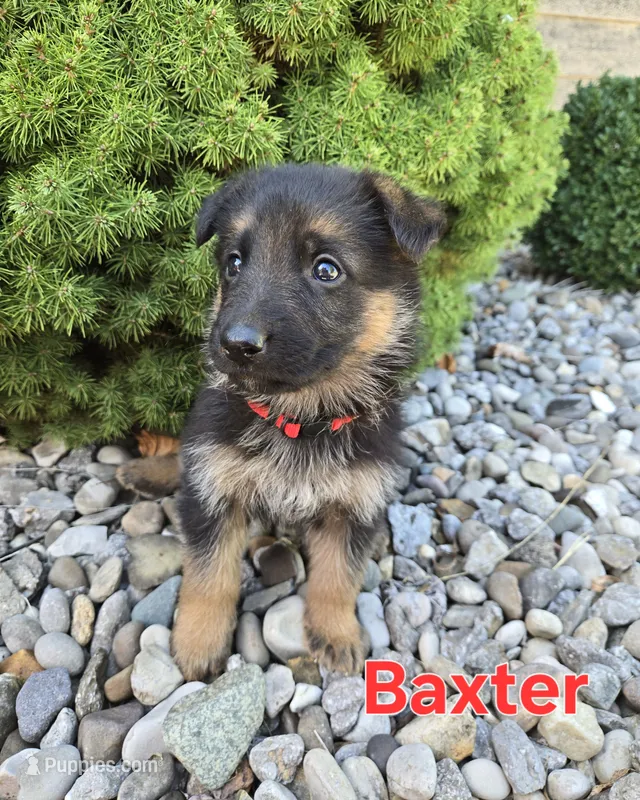 Baxter – German Shepherd Dog puppy for sale in Auburn, KY