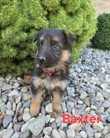 Baxter, a male German Shepherd Dog for sale in Auburn, KY – 1 of 3