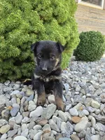 Nala, a female German Shepherd Dog for sale in Auburn, KY – 3 of 3