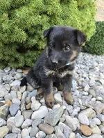 Nala, a female German Shepherd Dog for sale in Auburn, KY – 2 of 3